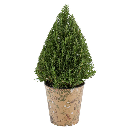 BLOOMS by H-E-B Rosemary Venti Tree