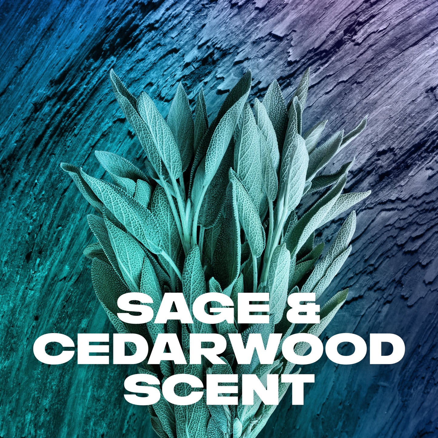 AXE Apollo Body Wash - Sage & Cedarwood