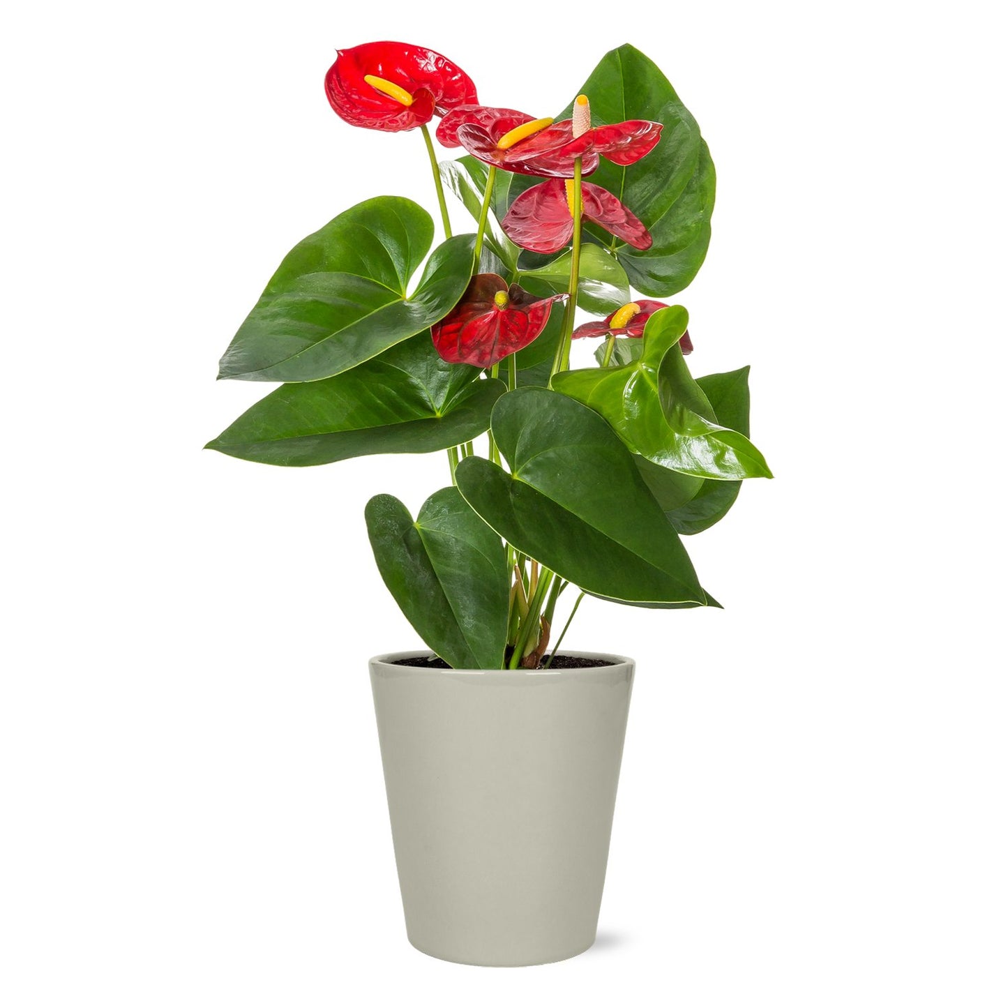 Max & Miles Anthurium