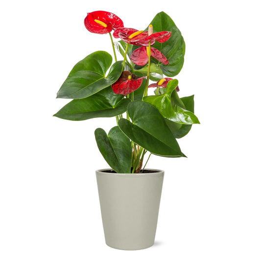 Max & Miles Anthurium