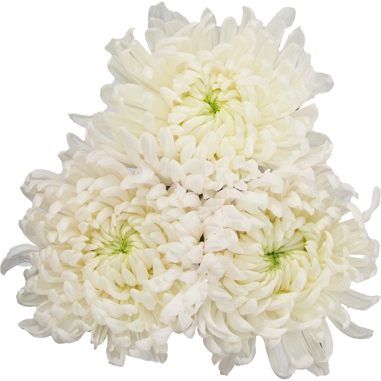 BLOOMS by H-E-B Assorted 3 Stem White Spiders & Cremones