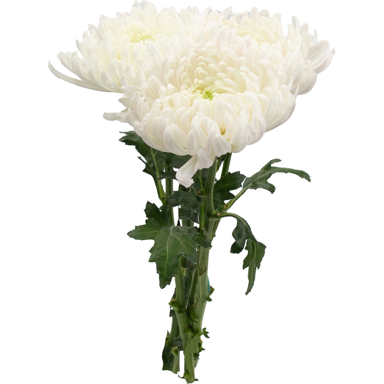 BLOOMS by H-E-B Assorted 3 Stem White Spiders & Cremones