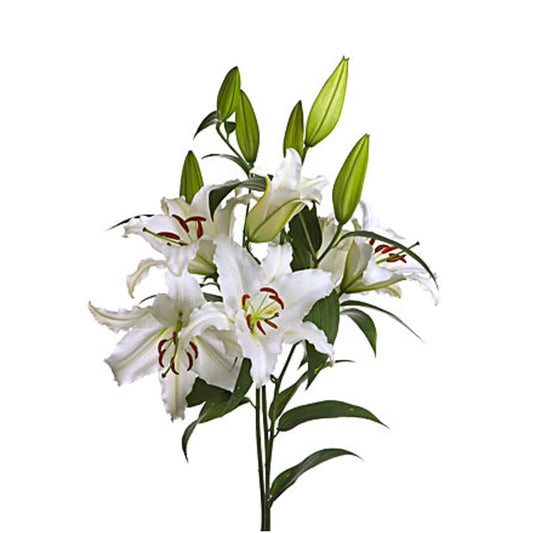 BLOOMS by H-E-B 3-Stem White Oriental Lily