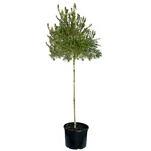 Greenleaf Nursery Hanna Ray Weeping Bottlebrush Tree