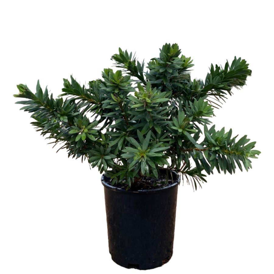 Little John Dwarf Bottlebrush