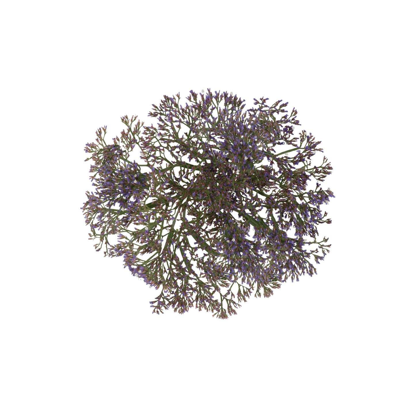BLOOMS by H-E-B Limonium Maine Blue