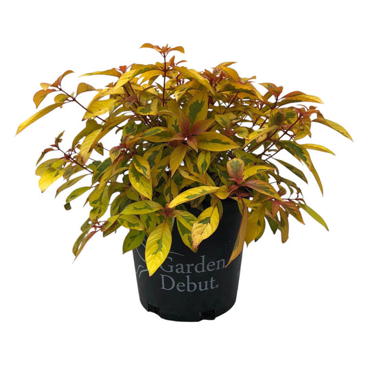 Greenleaf Nursery Lime Sizzler Firebush
