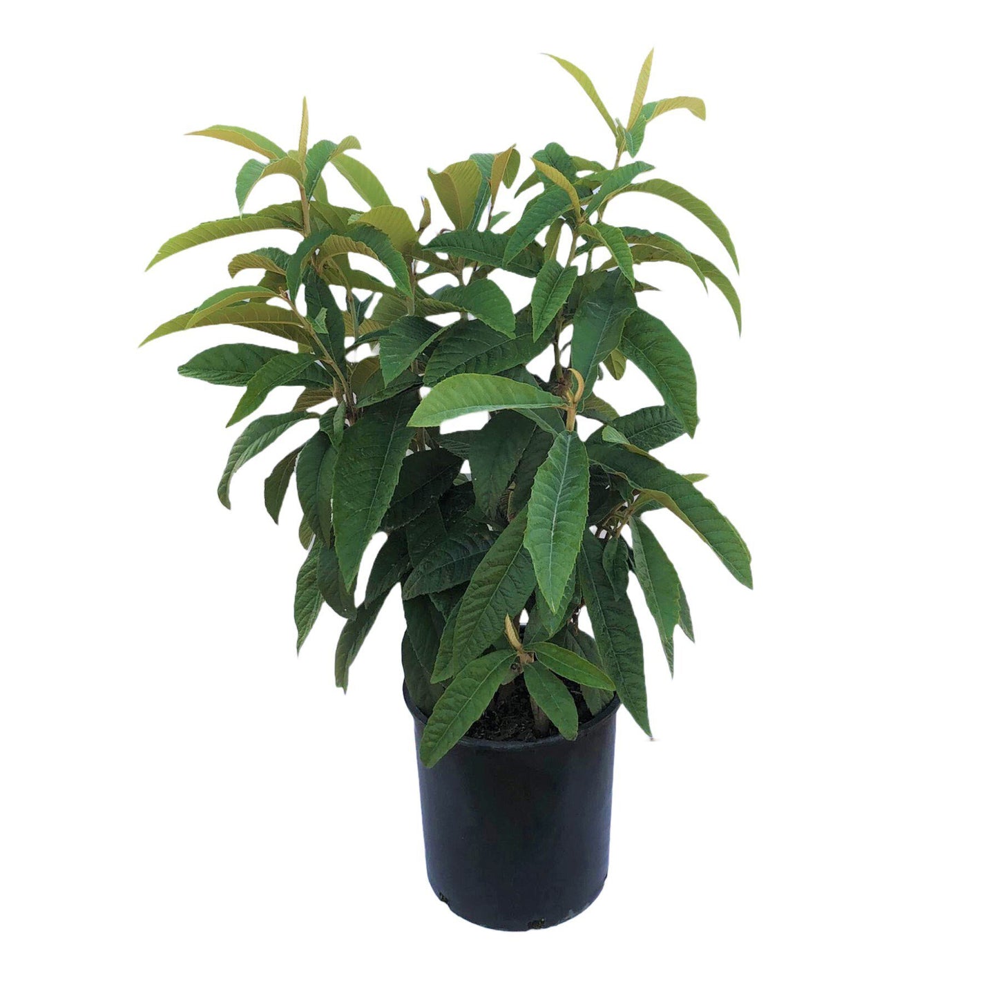 Greenleaf Nursery Loquat Tree