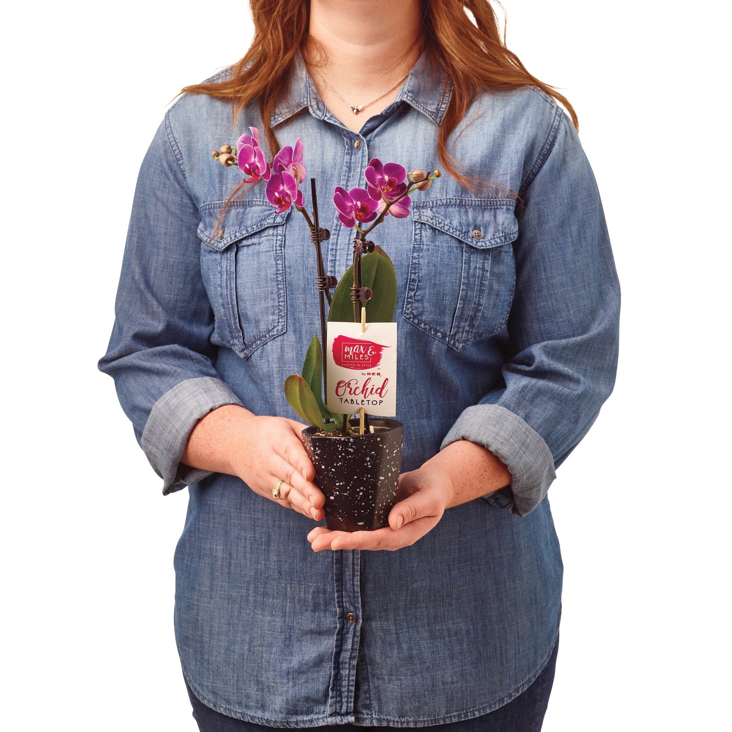 Max & Miles Tabletop Orchid