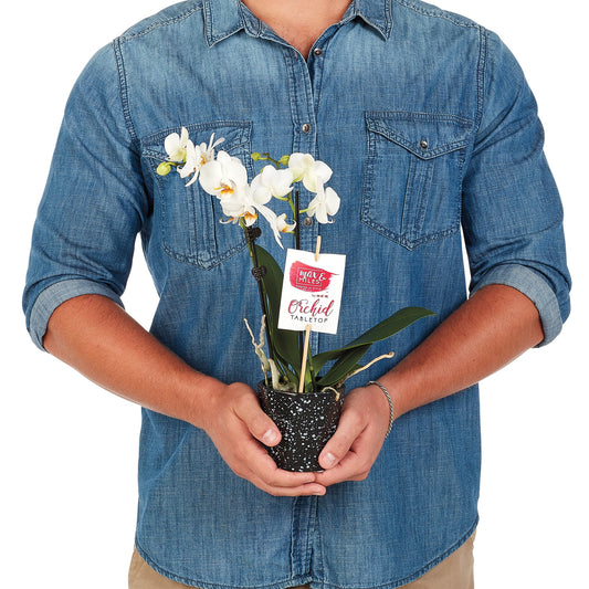 Max & Miles Tabletop Orchid