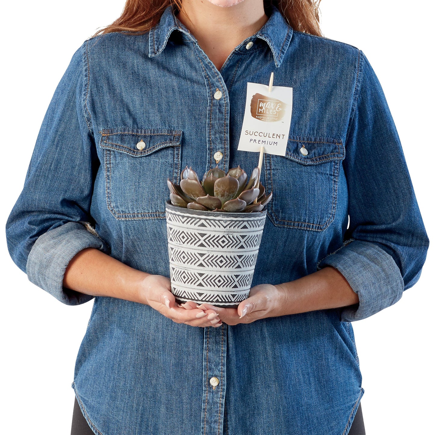 Max & Miles Potted Premium Succulent