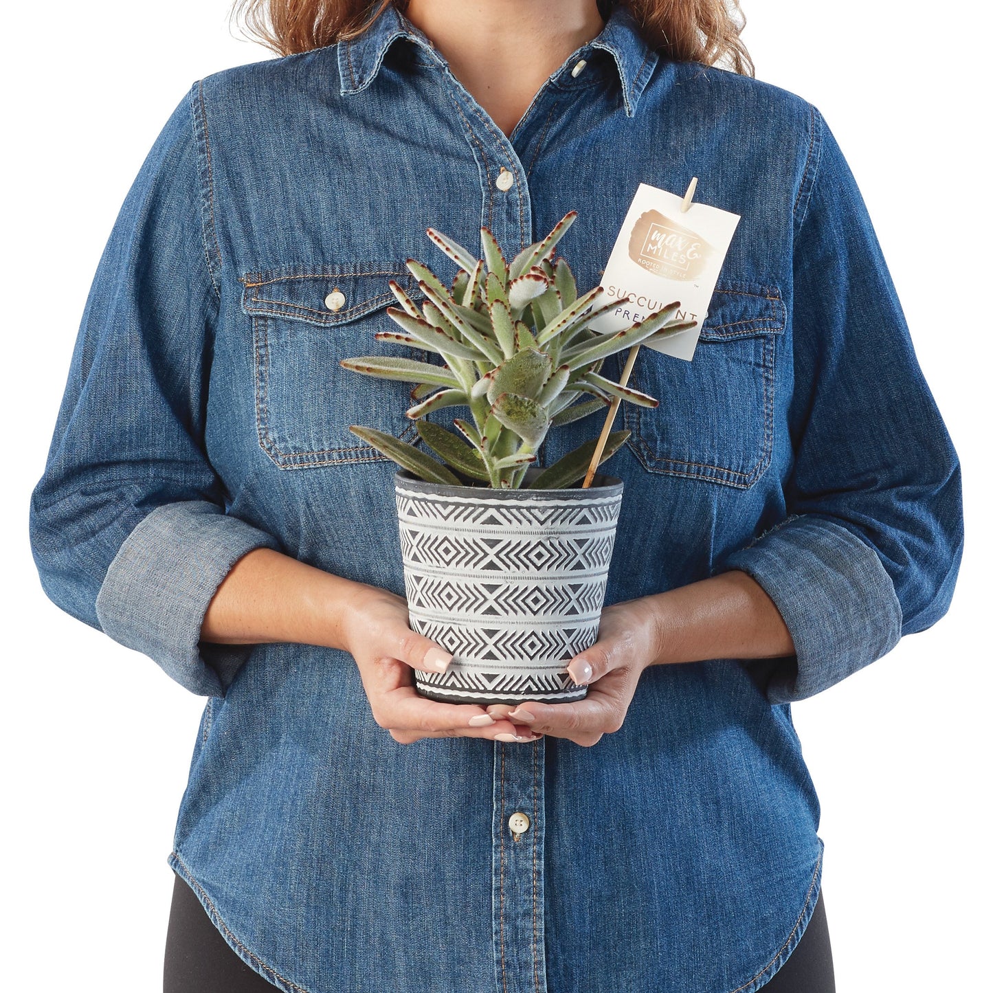 Max & Miles Potted Premium Succulent