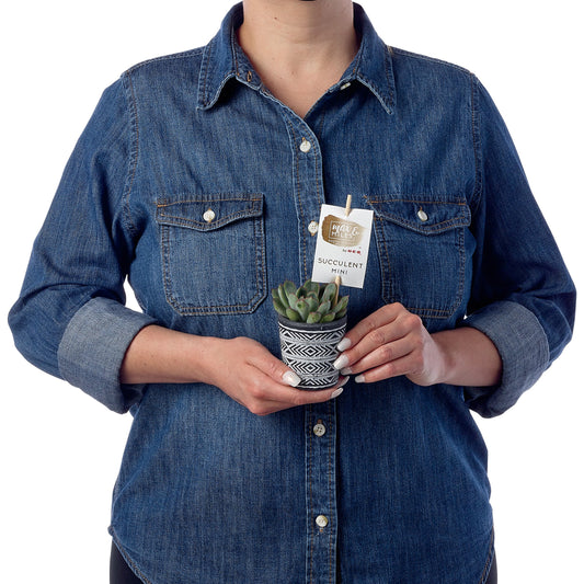 Max & Miles Mini Succulent