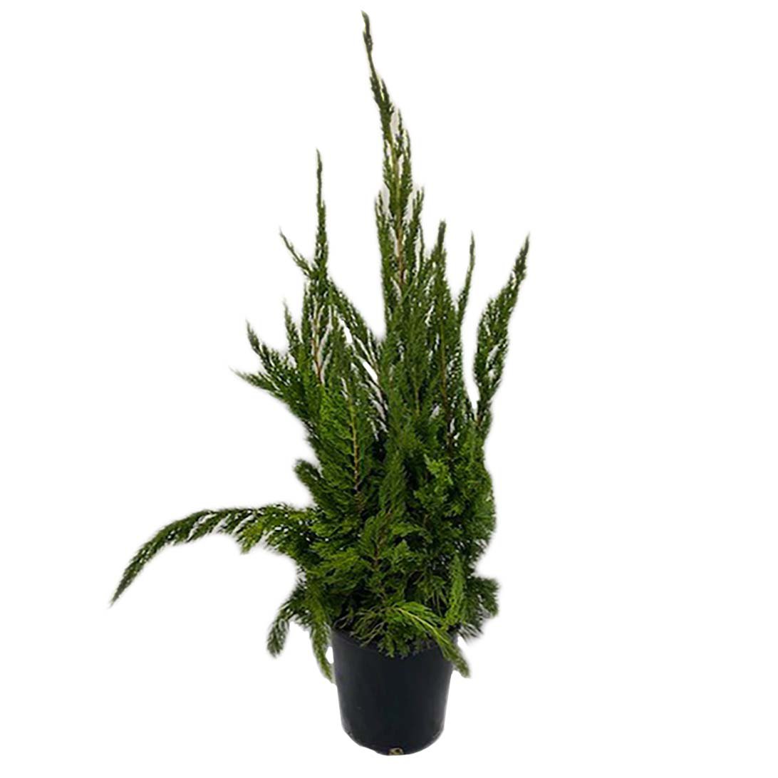Green Leaf Nursery Hollywood Holiday Juniper