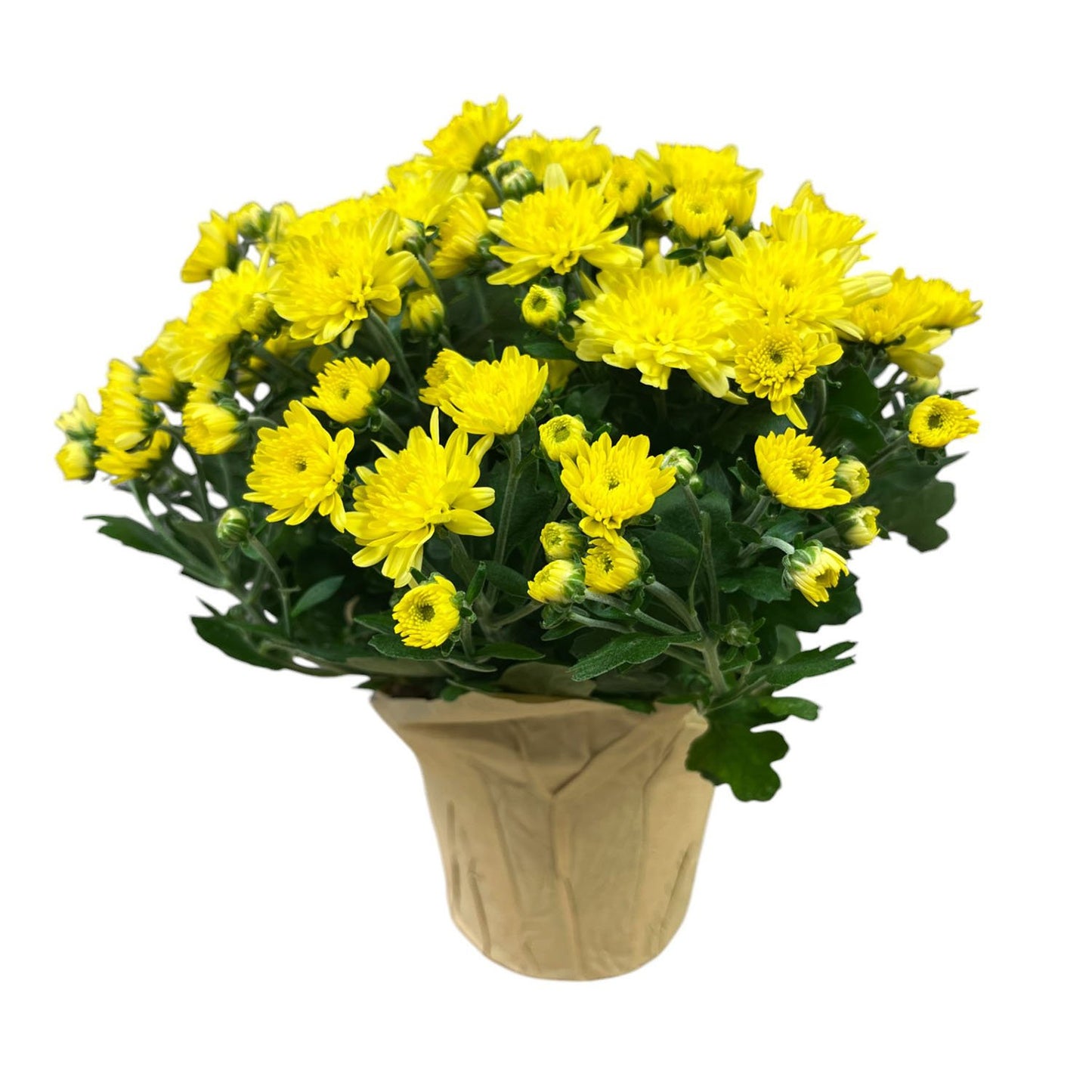 BLOOMS by H-E-B Potted Mum