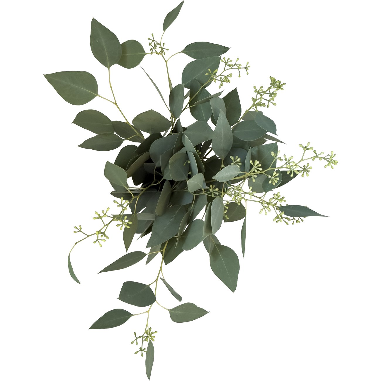 BLOOMS by H-E-B 3 Stem Seeded Eucalyptus
