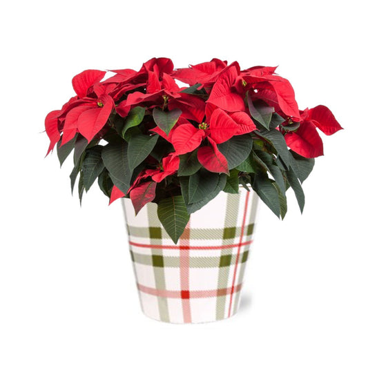 BLOOMS by H-E-B Potted Red Poinsettia