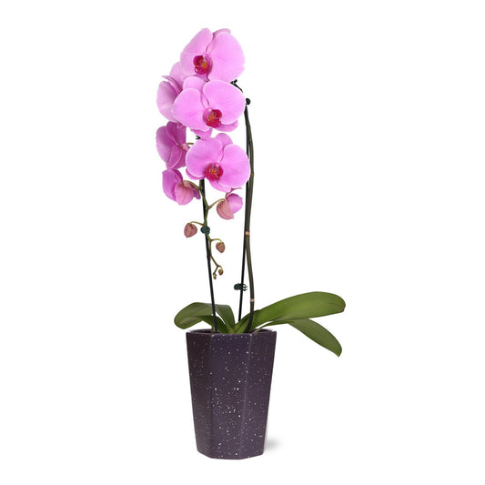 BLOOMS by H-E-B Potted 5" Waterfall Orchid