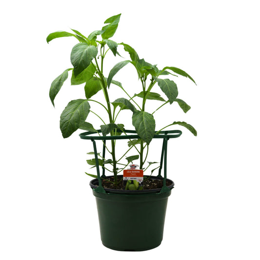 H-E-B Texas Roots Lola Banana Pepper Plant