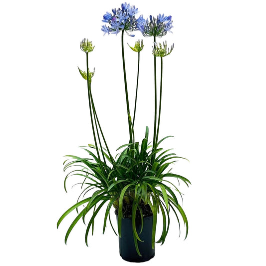 Greenleaf Nursery Peter Pan Dwarf Lily Of The Nile