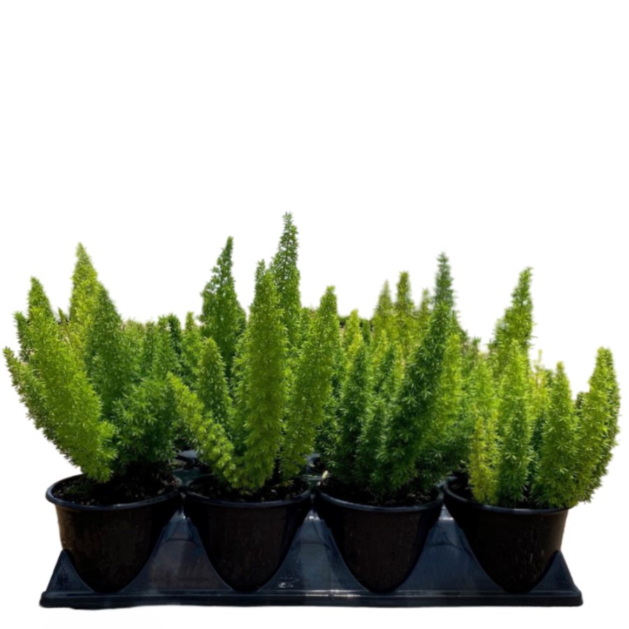 Fern Myers Asparagus