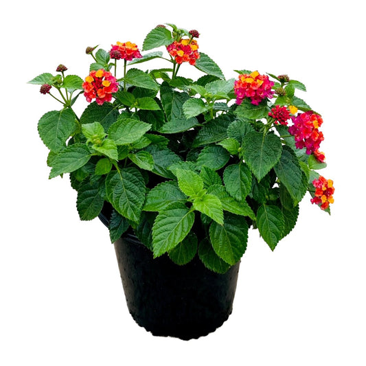 Greenleaf Nursery Lantana - Bandana Cherry Sunrise
