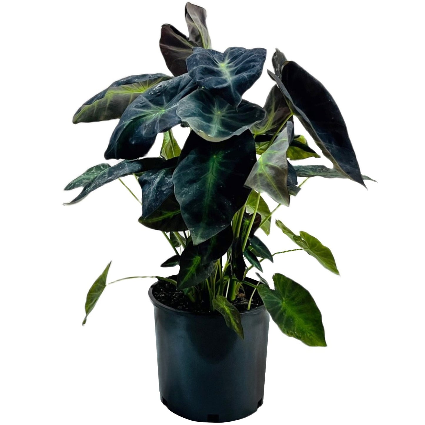Greenleaf Nursery Black Beauty Elephant Ear