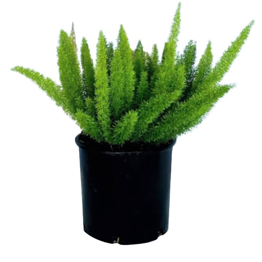 Greenleaf Nursery Myers Foxtail Fern