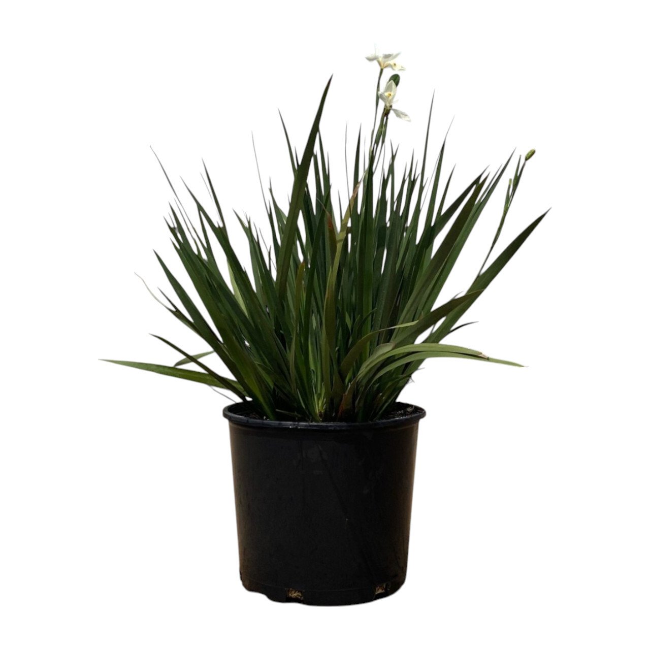 Greenleaf Nursery Orange Drop Butterfly Iris