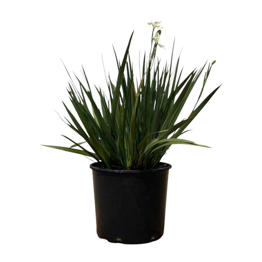 Greenleaf Nursery Orange Drop Butterfly Iris