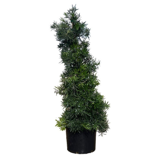 Podocarpus Shrubby Yew Staked
