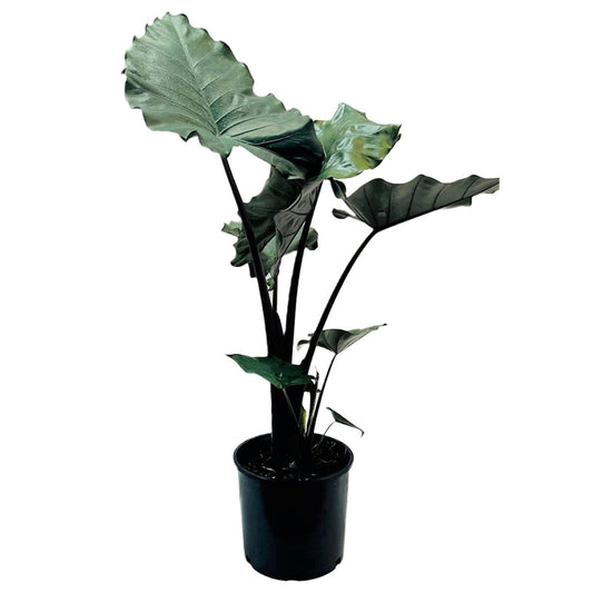 Greenleaf Nursery Sumo Elephant Ear