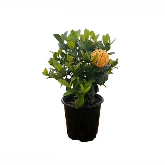 Greenleaf Nursery Sunset Ixora