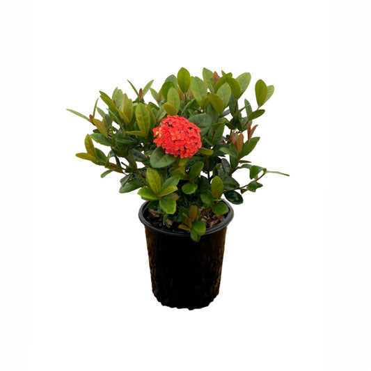 Greenleaf Nursery Maui Ixora