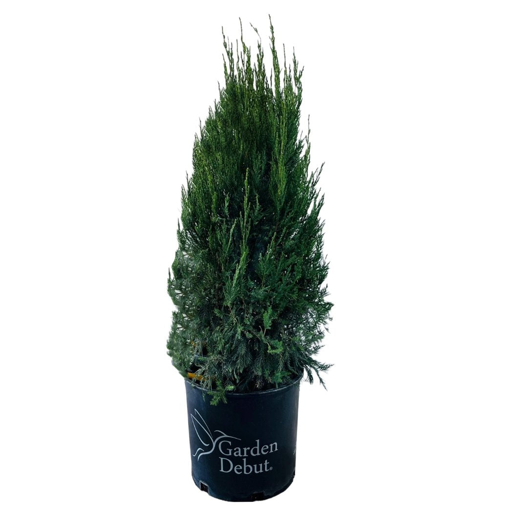 Greenleaf Nursery Blue Spires Juniper