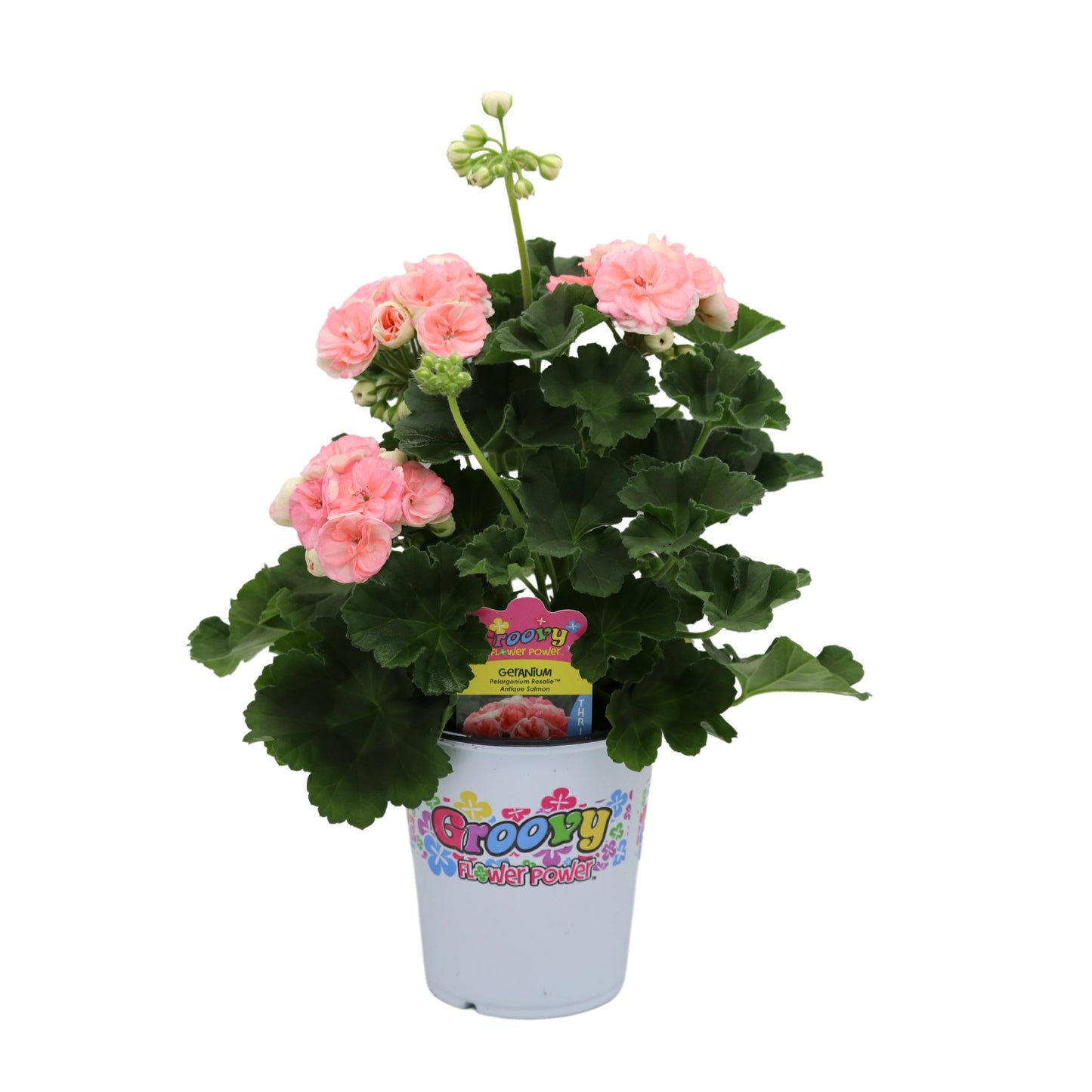 Spring Creek Growers Groovy Flower Power Geranium Rosalie
