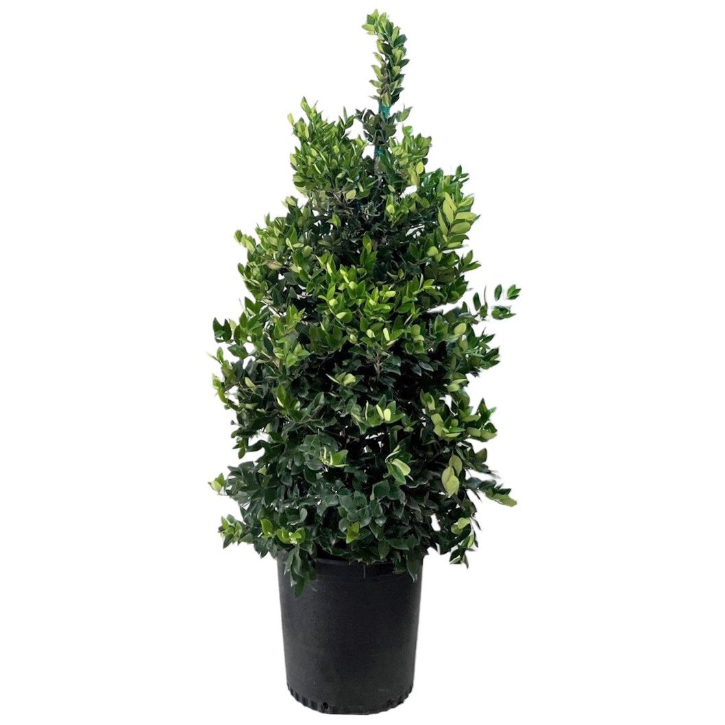 Greenleaf Nursery Waxleaf Pyramid Ligustrum Potted Plant