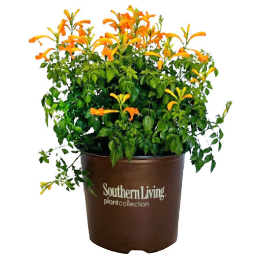 Greenleaf Nursery Cape Town Tecomaria - Orange