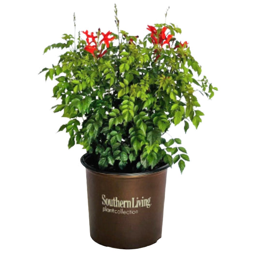 Greenleaf Nursery Cape Town Tecomaria - Red