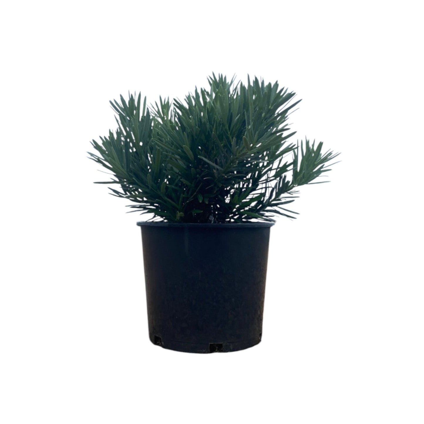 Greenleaf Nursery Pringle's Dwarf Podocarpus