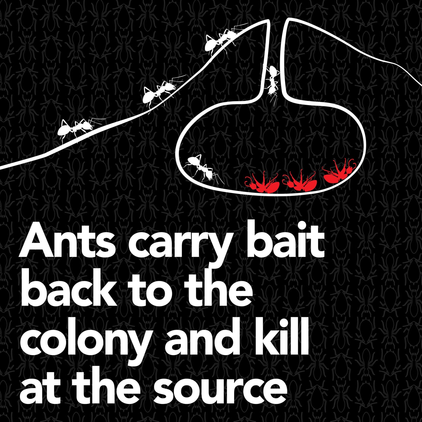 Raid MAX Liquid Ant Baits