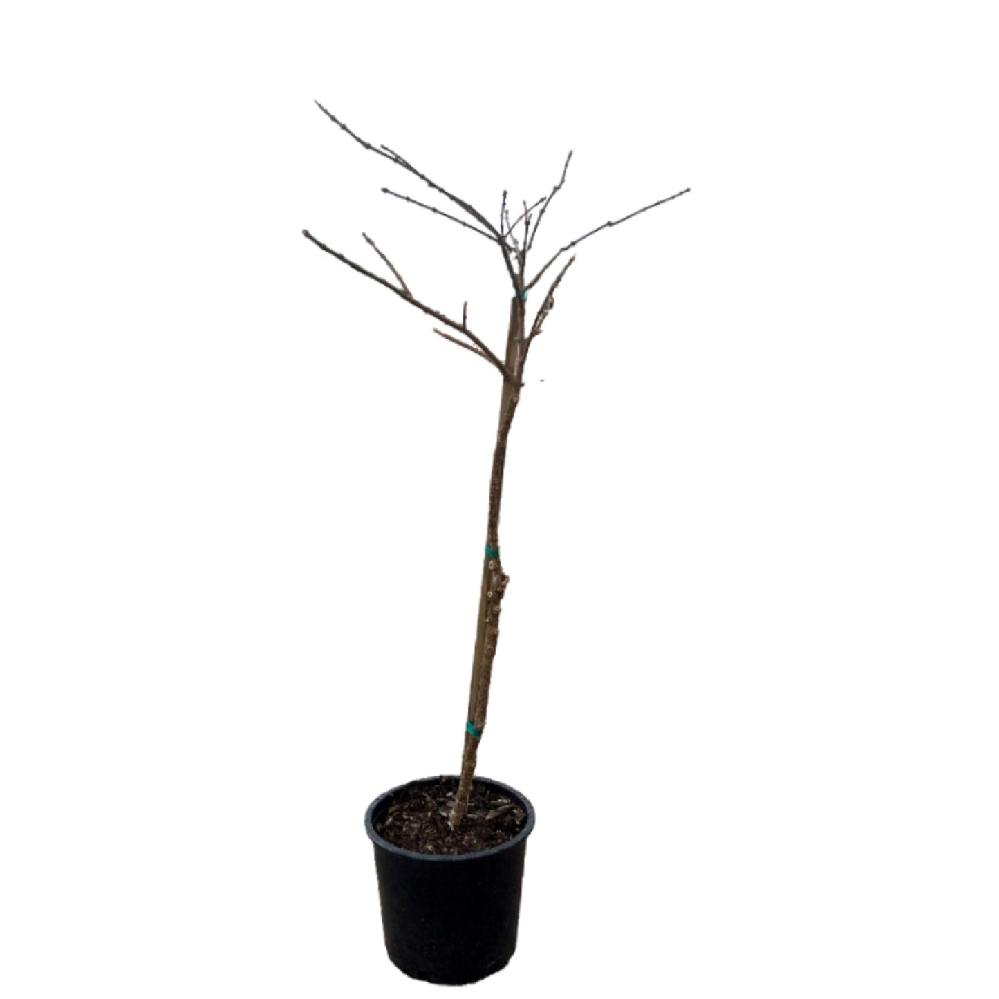 Chinese Fringe Tree