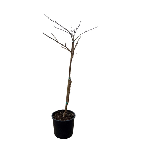 Chinese Fringe Tree