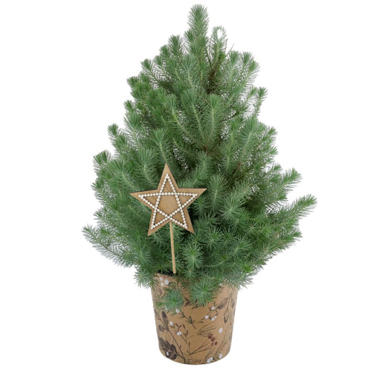 Floral Italian Stone Pine