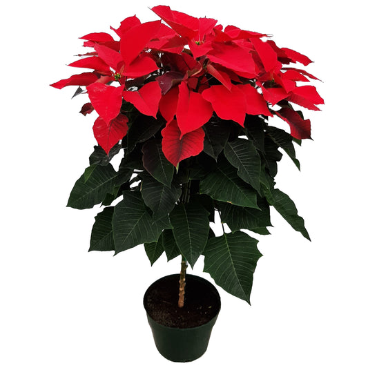 BLOOMS by H-E-B Potted Poinsettia Tree