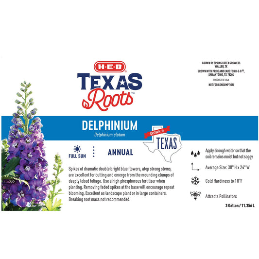 H-E-B Texas Roots Blue Guardian Potted Delphinium