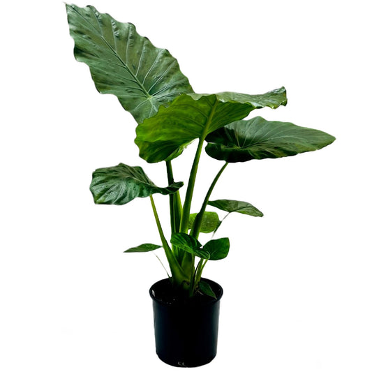 Greenleaf Nursery Calidora Elephant Ear