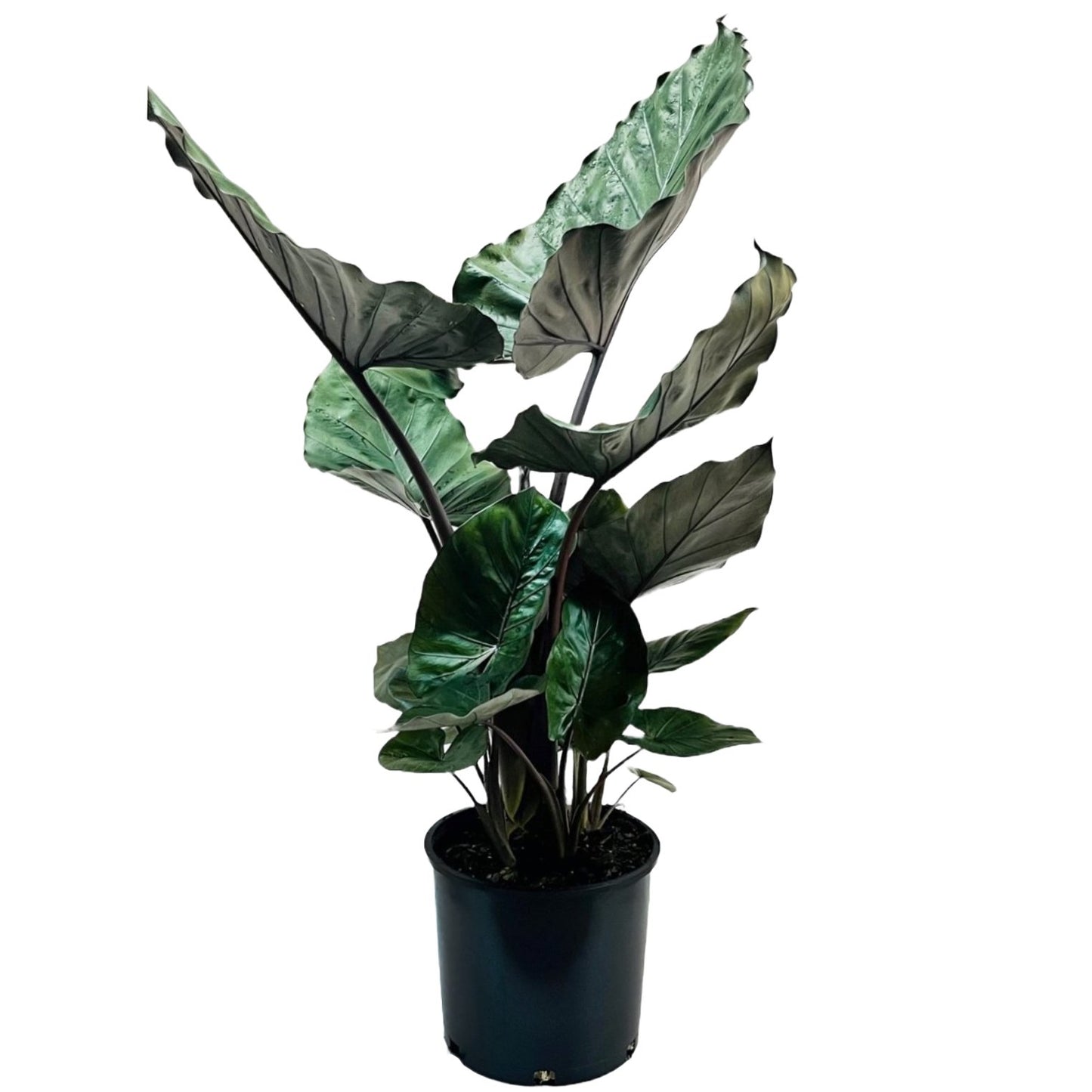 Greenleaf Nursery Metalhead Elephant Ear