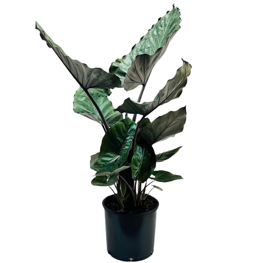 Greenleaf Nursery Metalhead Elephant Ear