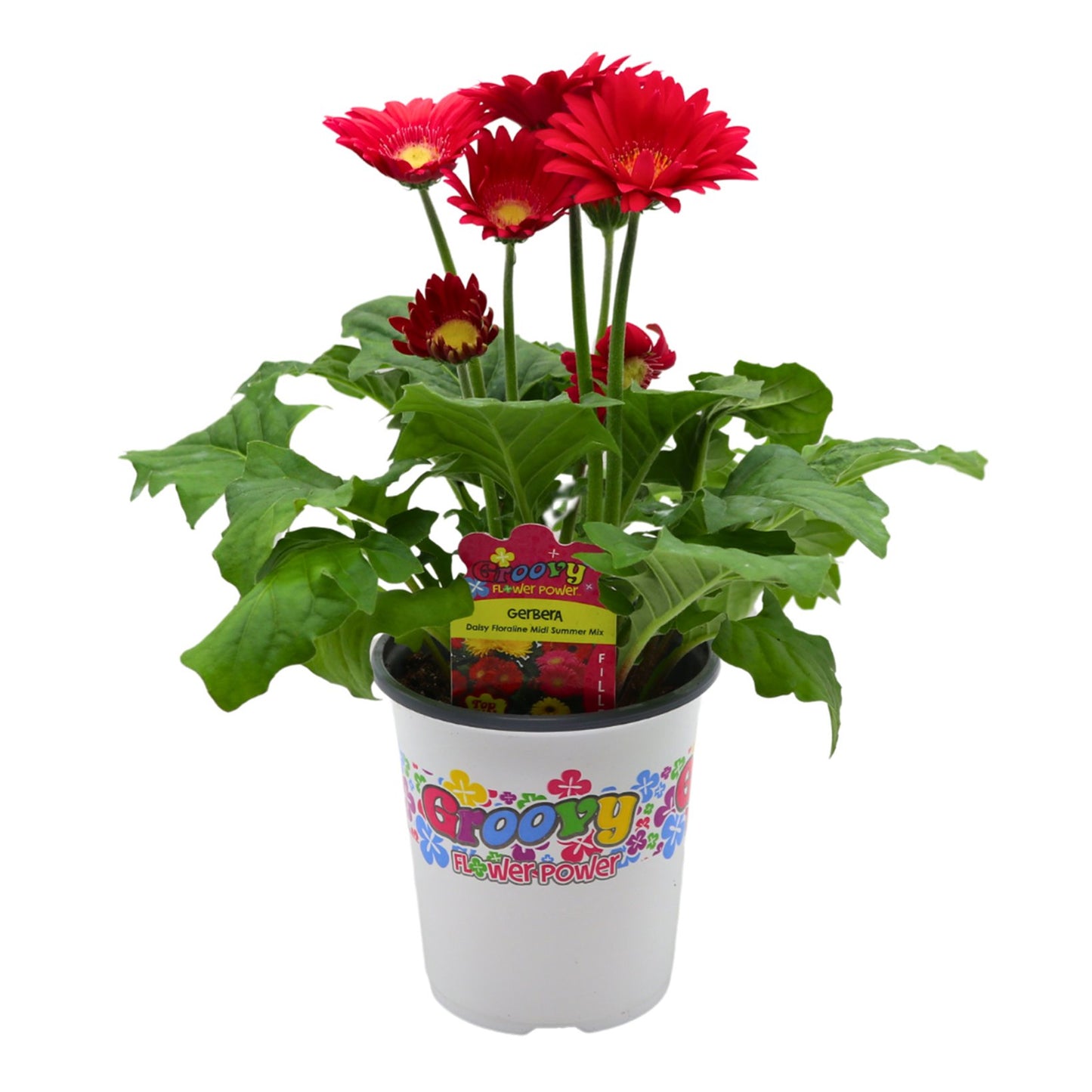 Groovy Flower Power Gerbera Daisy - Summer Mix
